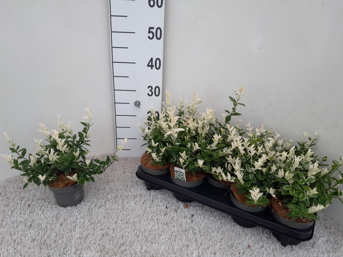 <h4>EUONYMUS FO HARLEQUI</h4>