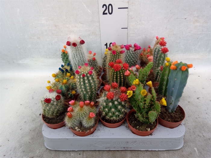 Cactus   ...decorated