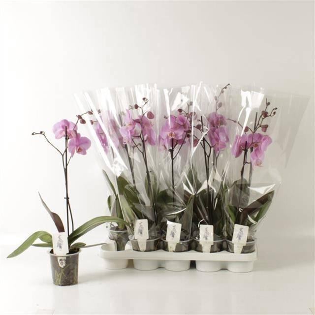 <h4>PHAL OV ROZE</h4>