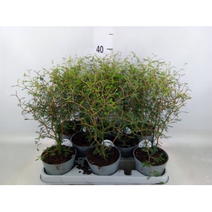 Sophora prostrata 'Little Baby'