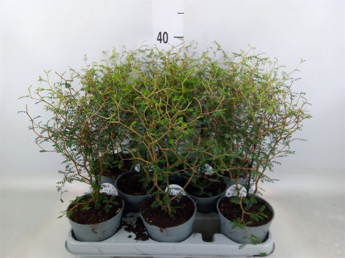 <h4>Sophora prostrata 'Little Baby'</h4>