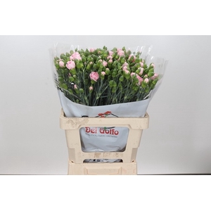 DIANTHUS TR YONGO ROSA