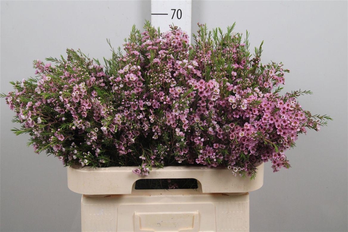 <h4>Chame Un Kerryn</h4>