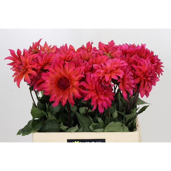 <h4>Dahlia Pink Punk</h4>