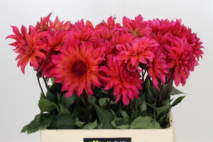 Dahlia Pink Punk