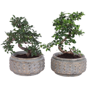 Bonsai Indoor Mix Ø15cm S-Shape in Ø20cm Luxury Bowl