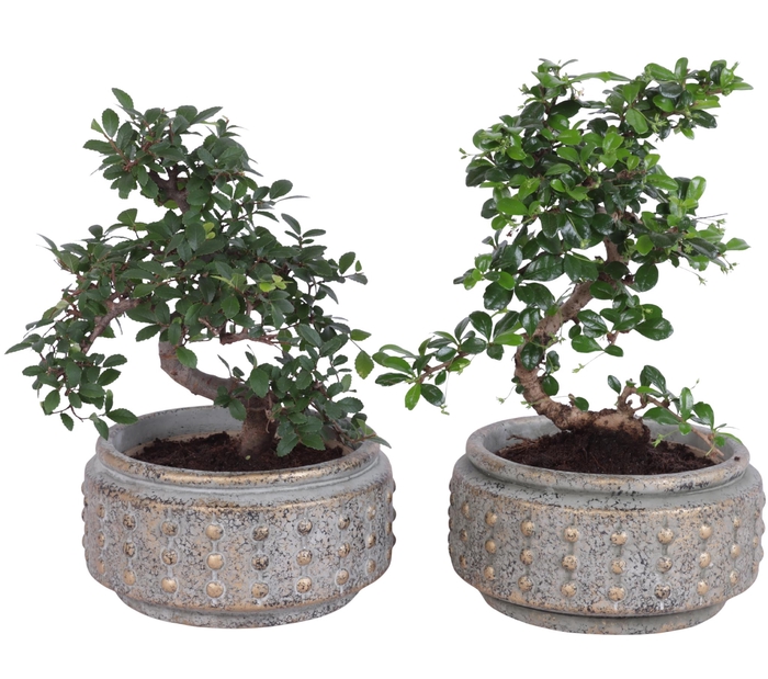 <h4>Bonsai Indoor Mix Ø15cm S-Shape in Ø20cm Luxury Bowl</h4>