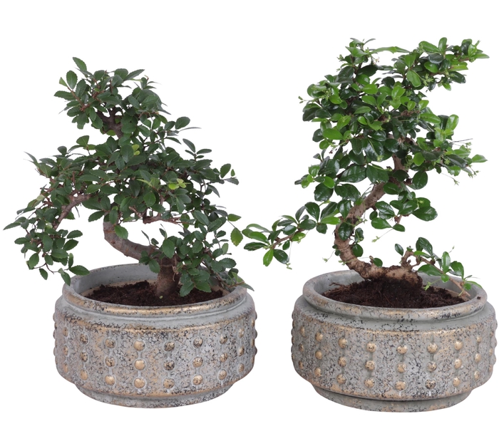<h4>Bonsai Indoor Mix Ø15cm S-Shape in Ø20cm Luxury Bowl</h4>