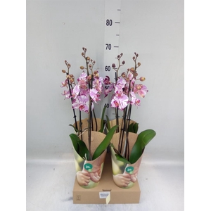 Phalaenopsis  'FC Magic Art'