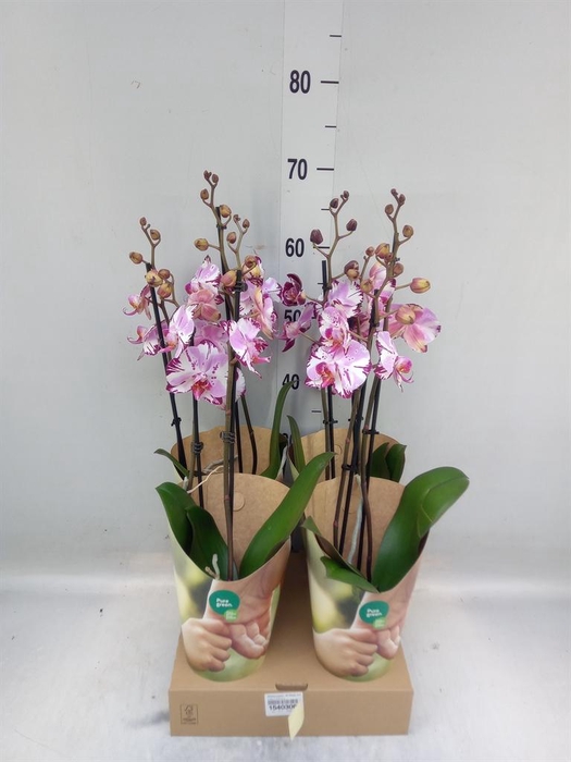 <h4>Phalaenopsis  'FC Magic Art'</h4>