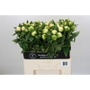 Paeonia Duchesse De Nemours