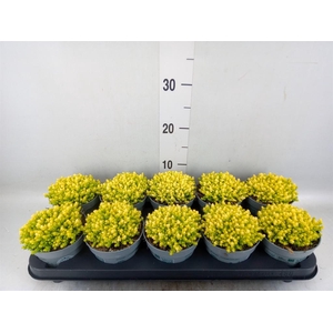 Sedum acre 'Yellow Queen'