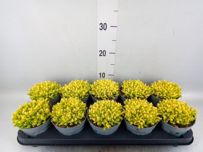 <h4>Sedum acre 'Yellow Queen'</h4>