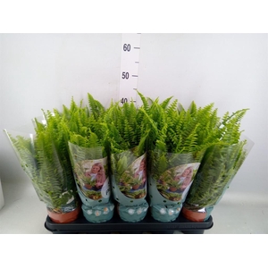 Nephrolepis exal. 'Green Lady'