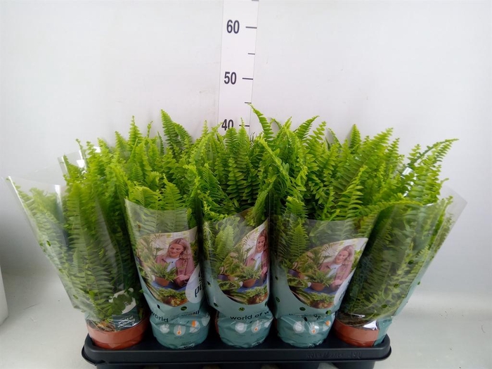 <h4>Nephrolepis exal. 'Green Lady'</h4>