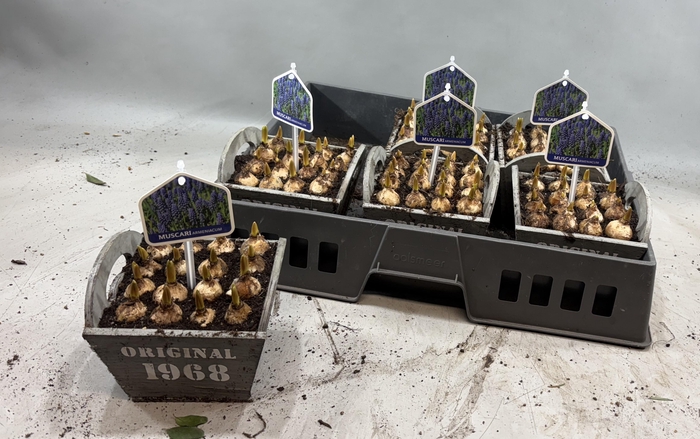 <h4>ARR MUSCARI</h4>