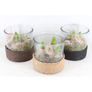 arr4 Hyacint PL - Cilin. breed touw x3