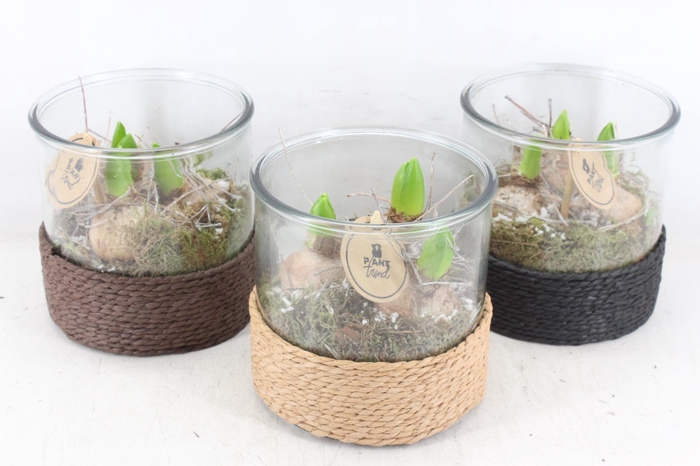 <h4>arr4 Hyacint PL - Cilin. breed touw x3</h4>