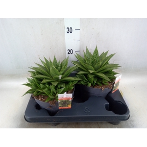 Gasteria