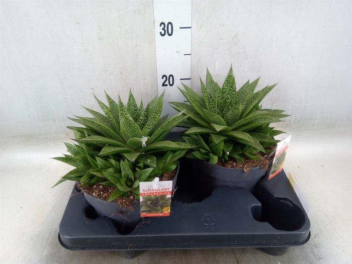 <h4>Gasteria</h4>