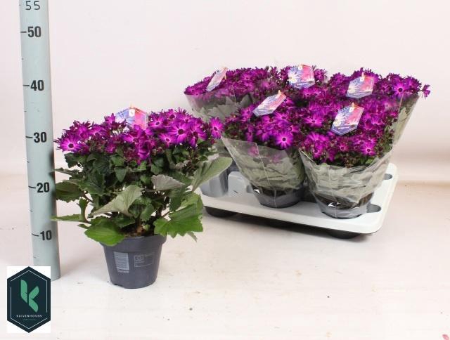 <h4>PERI C MAN PURPLE</h4>