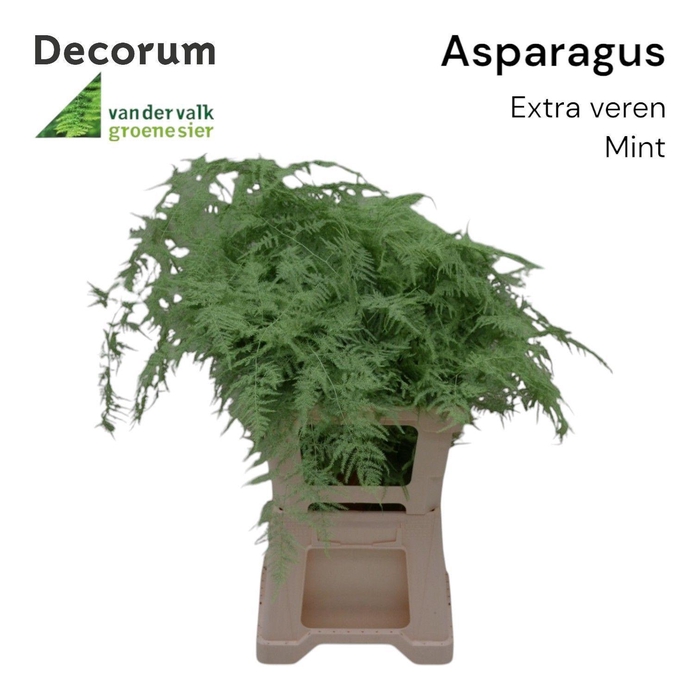 Asp lang getopt Mint