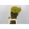 Kniphofia Sunningdale Yellow