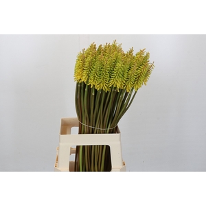Kniphofia Sunningdale Yellow