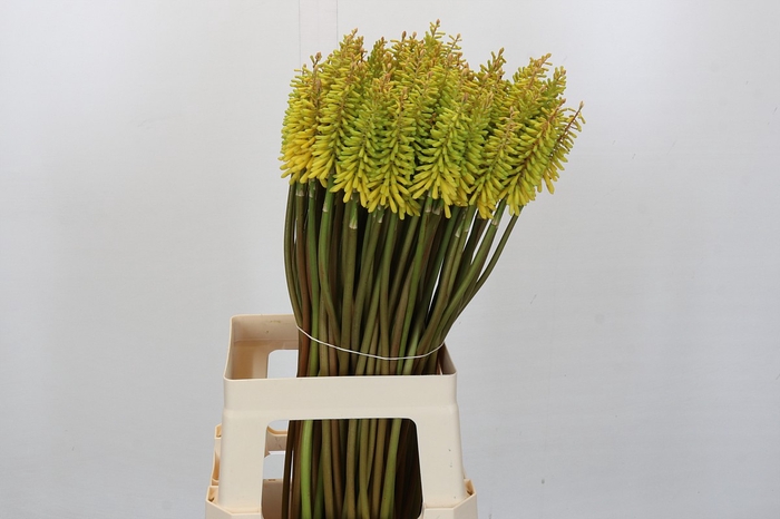 <h4>Kniphofia Sunningdale Yellow</h4>