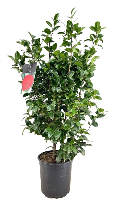 <h4>Camellia japonica</h4>