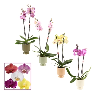 Phalaenopsis 2 tak 14+ mix in Marly (Silent moods-collection)