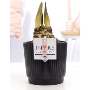 Hippeastrum pink in P&PURE Liv ceramics matt black