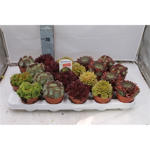 Sempervivum mix in tray