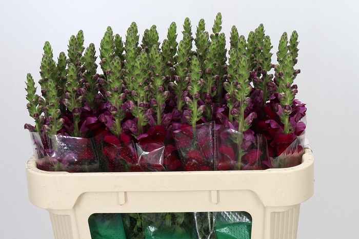 <h4>Antirrhinum Opus Red</h4>