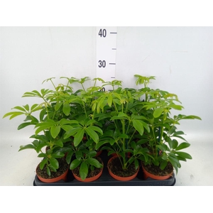 Schefflera arbor. 'Luseana'