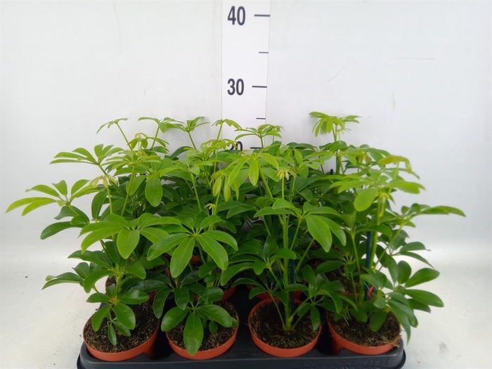 <h4>Schefflera arbor. 'Luseana'</h4>