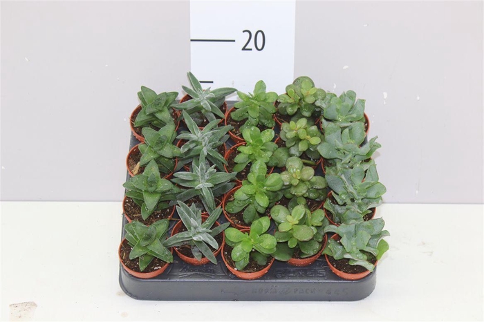 <h4>Crassula Mix</h4>