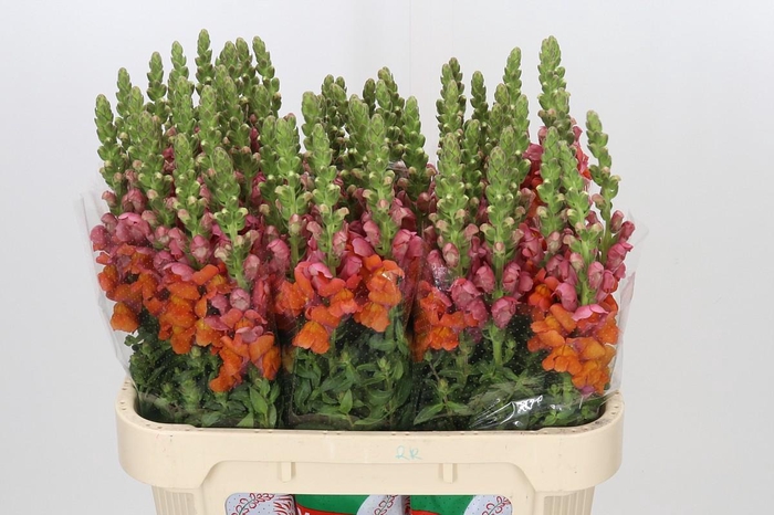 <h4>Antirrhinum Avignon Deep Orange</h4>