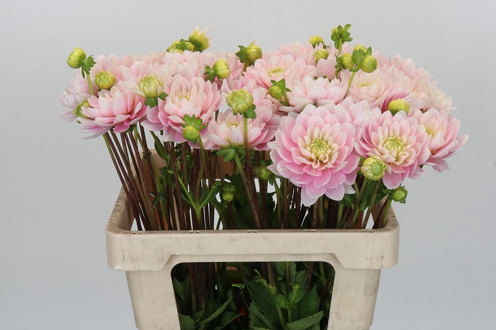 <h4>Dahlia Pink Delight</h4>