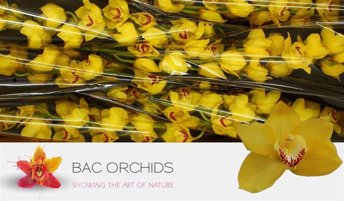 <h4>Cymb T Mimosa</h4>