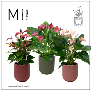 Mimesis Anthurium KARMA Multiflora mix - Atlanta Intens