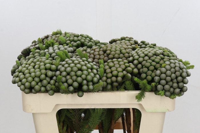 <h4>BRUN ALBIFLORA</h4>