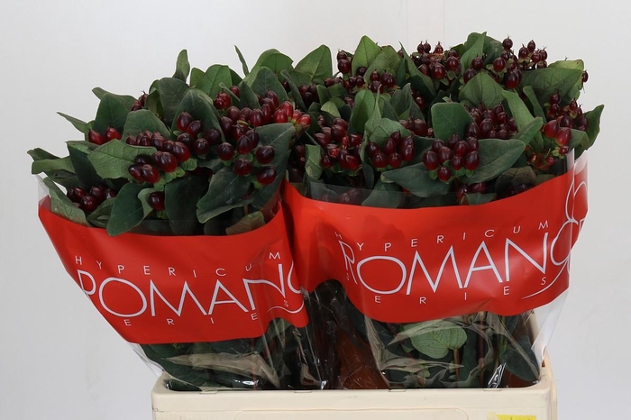 Hypericum Rocky Romance