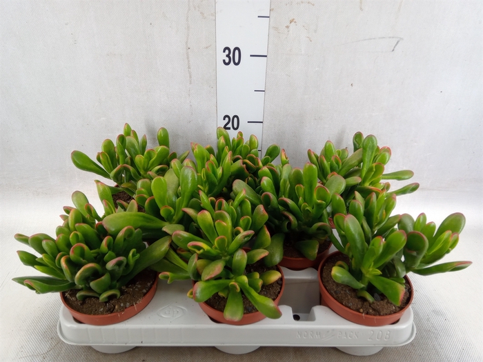 <h4>Crassula ovata 'Horn Tree'</h4>