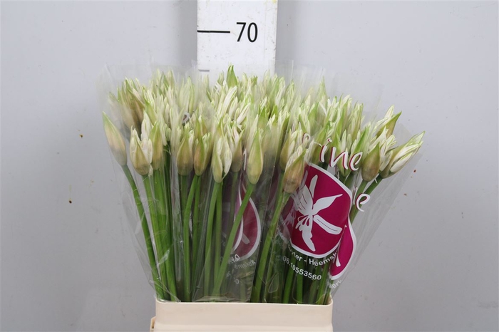 <h4>Ne Bo Bianca Perla</h4>