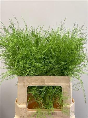 <h4>Treefern Green</h4>