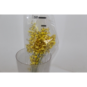 ONCIDIUM CHUVA DE OURO CORTE