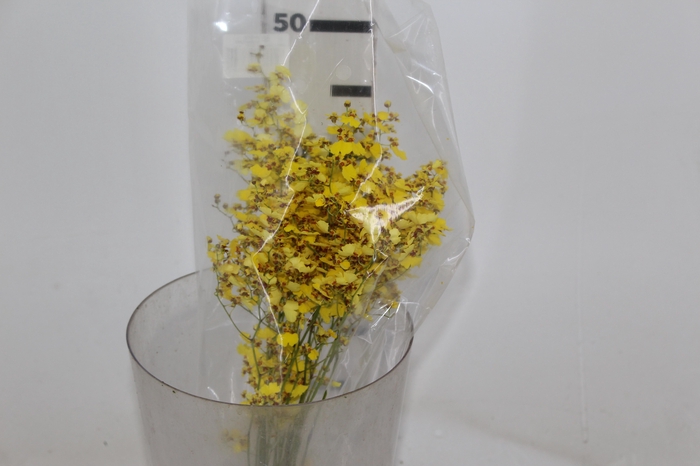 <h4>ONCIDIUM CHUVA DE OURO CORTE</h4>