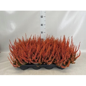 Calluna vulg. ...
