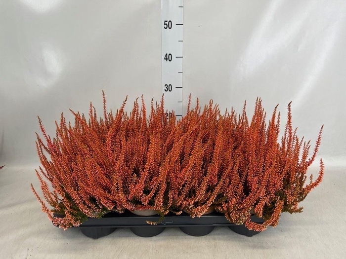 <h4>Calluna vulg. ...</h4>
